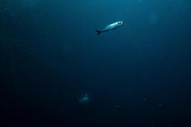 TOPSHOT - An Orca (Killer Whale) chases a herring near Spildra Island, Northern Norway, on November 5, 2025. Between October and January billion of herrings gather in northern Norway fjords to feed. Orcas and Humpback whales chase them to meet their needs of fat and proteins. (Photo by Olivier MORIN / AFP)