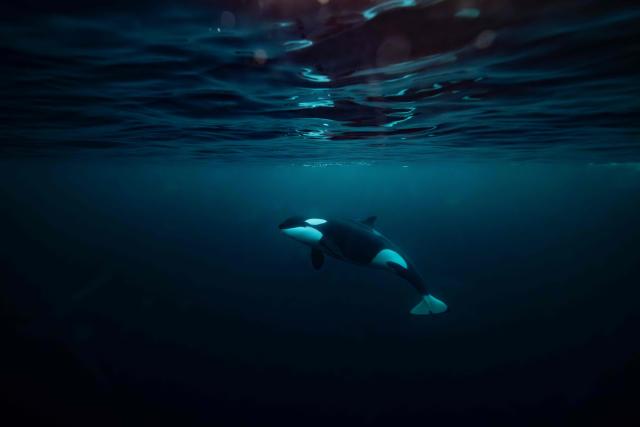 TOPSHOT - An Orca (Killer Whale) chases a baitball of herrings near Spildra Island, Northern Norway, on November 3, 2025. Between October and January billion of herrings gather in northern Norway fjords to feed. Orcas and Humpback whales chase them to meet their needs of fat and proteins. (Photo by Olivier MORIN / AFP)