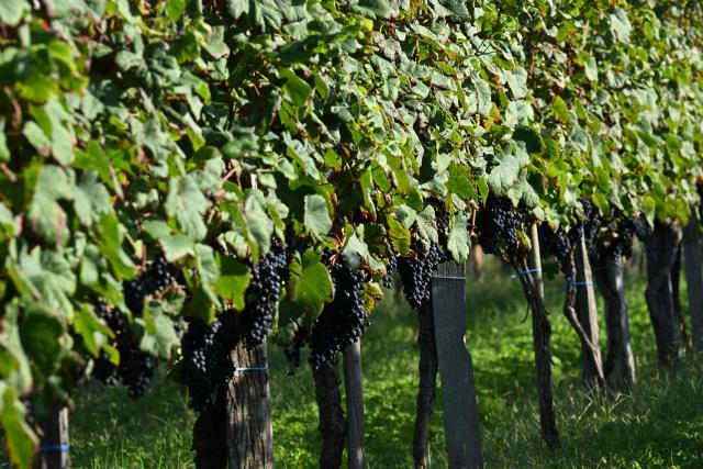 (FILES) This photograph shows grapes on vines in an Irouléguy vineyard in Saint-Etienne-de-Baïgorry, southwestern France, on September 19, 2025. (Photo by Gaizka IROZ / AFP)