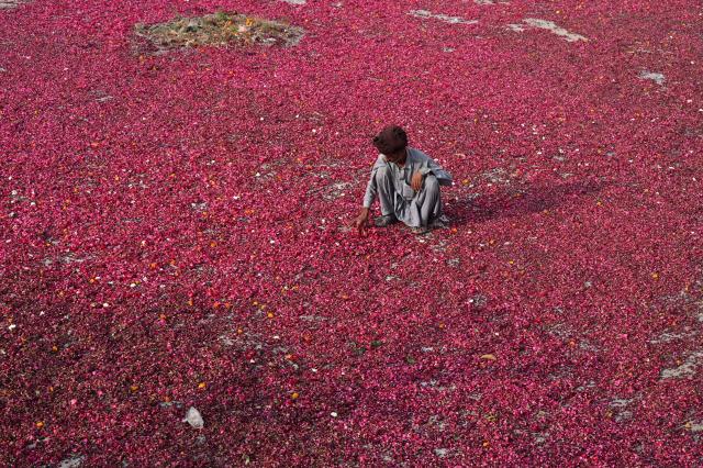 A man spreads flower petals for drying in a field in Lahore on November 25, 2025. (Photo by Arif ALI / AFP)