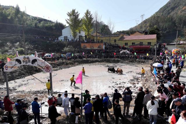 People watch two bulls lock horns during a traditional bullfighting festival in Wuyi, in China’s eastern Zhejiang province on November 25, 2025. (Photo by AFP) / China OUT