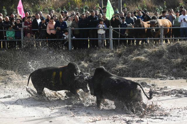 People watch two bulls lock horns during a traditional bullfighting festival in Wuyi, in China’s eastern Zhejiang province on November 25, 2025. (Photo by AFP) / China OUT