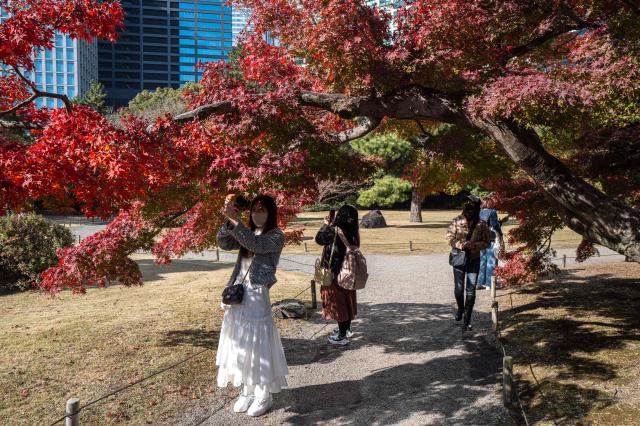 People visit Hamarikyu Gardens for autumn leaves in Tokyo on November 26, 2025. (Photo by Philip FONG / AFP)