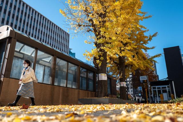 A woman walks under ginkgo trees in autumn colours in Chuo district of Tokyo on November 26, 2025. (Photo by Philip FONG / AFP)