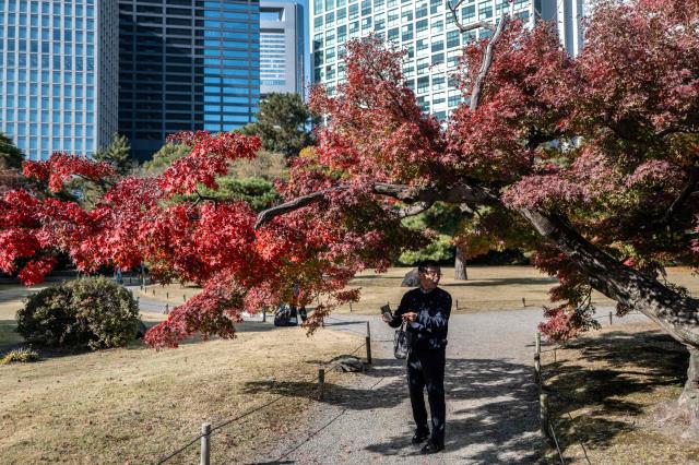 People visit Hamarikyu Gardens for autumn leaves in Tokyo on November 26, 2025. (Photo by Philip FONG / AFP)