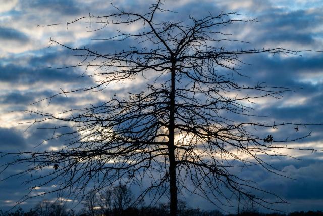 A leafless tree is seen against a cloudy sky as winter hits the German capital early, on November 26, 2025. (Photo by John MACDOUGALL / AFP)