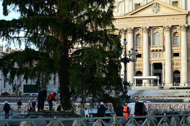 Workers prepare the Christmas tree during its installation at St. Peter's Square in The Vatican on November 27, 2025. (Photo by Vincenzo PINTO / AFP)