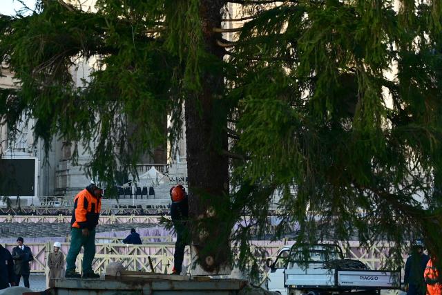 Workers prepare the Christmas tree during its installation at St. Peter's Square in The Vatican on November 27, 2025. (Photo by Marie-Laure MESSANA / AFP)