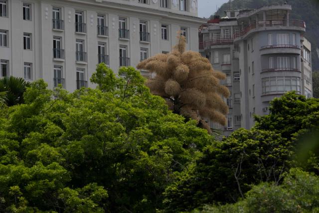 View of a Ceylon palm (Caryota urens) blooming for the first time since it was planted about 50 years ago at Aterro do Flamengo park in Rio de Janeiro, Brazil, on November 24, 2025. (Photo by Pablo PORCIUNCULA / AFP)
