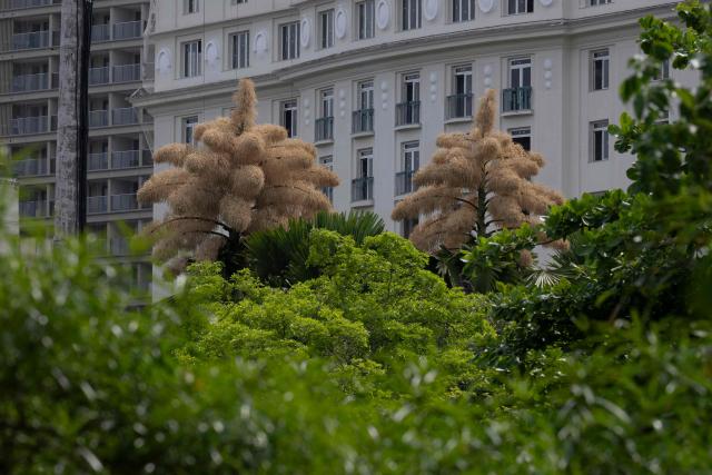 View of Ceylon palms (Caryota urens) blooming for the first time since they were planted about 50 years ago at Aterro do Flamengo park in Rio de Janeiro, Brazil, on November 24, 2025. (Photo by Pablo PORCIUNCULA / AFP)