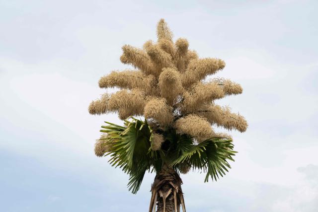 View of a Ceylon palm (Caryota urens) blooming for the first time since it was planted about 50 years ago at Aterro do Flamengo park in Rio de Janeiro, Brazil, on November 24, 2025. (Photo by Pablo PORCIUNCULA / AFP)