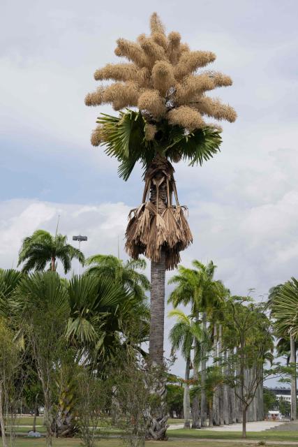 View of a Ceylon palm (Caryota urens) blooming for the first time since it was planted about 50 years ago at Aterro do Flamengo park in Rio de Janeiro, Brazil, on November 24, 2025. (Photo by Pablo PORCIUNCULA / AFP)