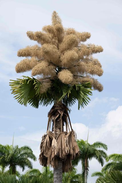 View of a Ceylon palm (Caryota urens) blooming for the first time since it was planted about 50 years ago at Aterro do Flamengo park in Rio de Janeiro, Brazil, on November 24, 2025. (Photo by Pablo PORCIUNCULA / AFP)