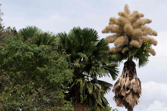 View of a Ceylon palm (Caryota urens) blooming for the first time since it was planted about 50 years ago at Aterro do Flamengo park in Rio de Janeiro, Brazil, on November 24, 2025. (Photo by Pablo PORCIUNCULA / AFP)