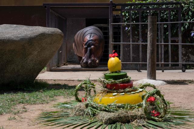 Tim, a hippopotamus at BioParque do Rio, heads toward a fruit and vegetable cake during the celebration of his 29th birthday at the Quinta da Boa Vista zoo in Rio de Janeiro, Brazil, on November 27, 2025. (Photo by Pablo PORCIUNCULA / AFP)