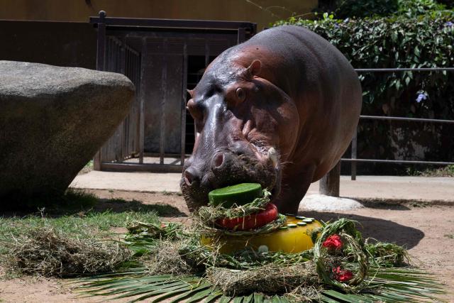 Tim, a hippopotamus at BioParque do Rio, eats a fruit and vegetable cake during the celebration of his 29th birthday at the Quinta da Boa Vista zoo in Rio de Janeiro, Brazil, on November 27, 2025. (Photo by Pablo PORCIUNCULA / AFP)