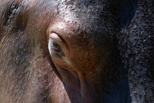 Tim, a hippopotamus at BioParque do Rio, is pictured during the celebration of his 29th birthday at the Quinta da Boa Vista zoo in Rio de Janeiro, Brazil, on November 27, 2025. (Photo by Pablo PORCIUNCULA / AFP)