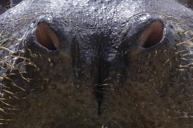 Tim, a hippopotamus at BioParque do Rio, is pictured during the celebration of his 29th birthday at the Quinta da Boa Vista zoo in Rio de Janeiro, Brazil, on November 27, 2025. (Photo by Pablo PORCIUNCULA / AFP)