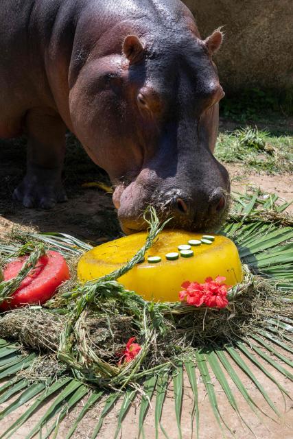 Tim, a hippopotamus at BioParque do Rio, eats a fruit and vegetable cake during the celebration of his 29th birthday at the Quinta da Boa Vista zoo in Rio de Janeiro, Brazil, on November 27, 2025. (Photo by Pablo PORCIUNCULA / AFP)