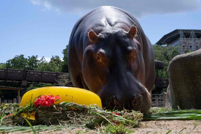 Bocao, a hippopotamus of BioParque do Rio, is seen next to a fruit and vegetables cake made to celebrate the 29th birthday of the hippopotamus Tim (out of frame) at the Quinta da Boa Vista zoo in Rio de Janeiro, Brazil, on November 27, 2025. (Photo by Pablo PORCIUNCULA / AFP)