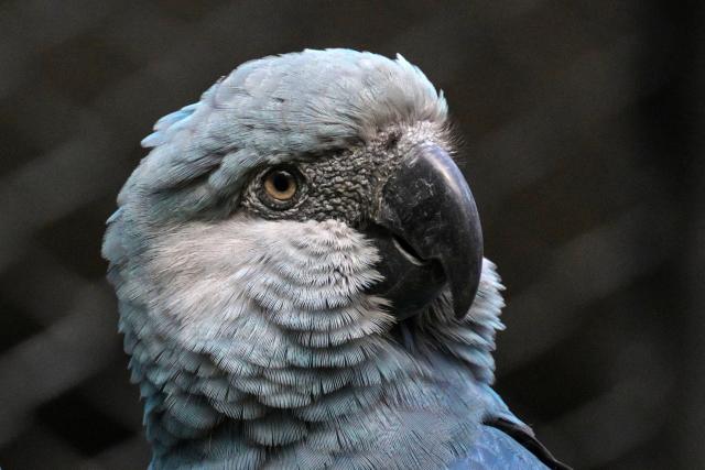 (FILES) A Spix's macaw (Cyanopsitta spixii) is seen in the Spix's Macaws Conservation Center at the Sao Paulo Zoo, in Sao Paulo, Brazil, on May 3, 2024. The only wild specimens of a rare blue parrot recently returned to their natural habitat in Brazil have been diagnosed with a lethal, incurable virus, the government said in a statement sent to AFP on November 27, 2025. (Photo by Nelson ALMEIDA / AFP)