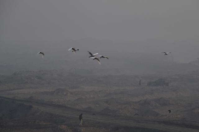 Birds fly amid dense smog in Lahore on November 28, 2025. (Photo by Arif ALI / AFP)