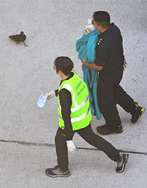 Rescuers carry a dog from an evacuated building in the aftermath of a major fire that swept through several apartment blocks at the Wang Fuk Court residential estate in Hong Kong's Tai Po district on November 28, 2025. Families of the scores still missing after Hong Kong's worst blaze in decades scoured hospitals Friday as firefighting operations ended, with the death toll at least 94. (Photo by Peter PARKS / AFP)