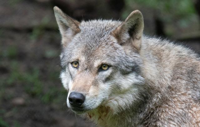 (FILES) A European wolf (canis lupus) looks on in its enclosure at the "Wildparadies Tripsdrill", a wildlife park near Cleebronn, southern Germany, on May 10, 2023. The number of wolves remained relatively stable in France in 2025, with an estimated population of 1,082, an increase of 69 in one year, according to the annual study by the French Office for Biodiversity (OFB) cited on November 28, 2025 by the Auvergne-Rhône-Alpes regional government. (Photo by THOMAS KIENZLE / AFP)