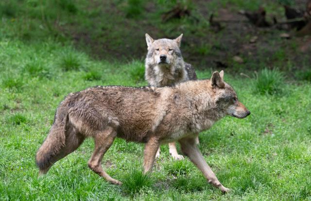 (FILES) European wolves (canis lupus) are seen in their enclosure at the "Wildparadies Tripsdrill", a wildlife park near Cleebronn, southern Germany, on May 10, 2023. The number of wolves remained relatively stable in France in 2025, with an estimated population of 1,082, an increase of 69 in one year, according to the annual study by the French Office for Biodiversity (OFB) cited on November 28, 2025 by the Auvergne-Rhône-Alpes regional government. (Photo by THOMAS KIENZLE / AFP)