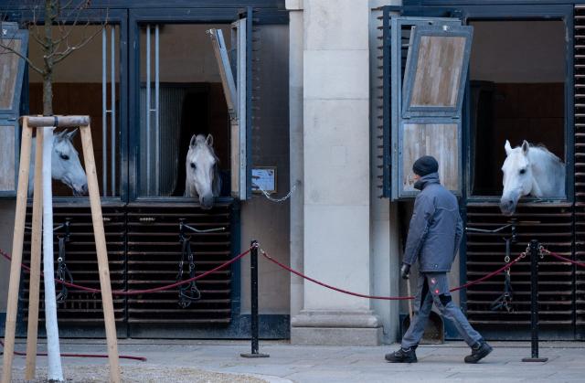 A care taker walks past Lipizzaner horses seen in their stables in the courtyard of the famous 460 years old Spanish Riding School in Vienna, Austria on November 28, 2025. Austria is probing Vienna's Spanish Riding School after claims that the famed school mistreated some of its Lipizzaner horses, the government said on November 25, 2025. It is the latest headache to hit the classical dressage institution whose managing director was let go in September over alleged expense irregularities. Public broadcaster ORF reported late November 24, 2025 that employees described mistreatment of young horses in a 2023 internal survey. (Photo by Joe Klamar / AFP)