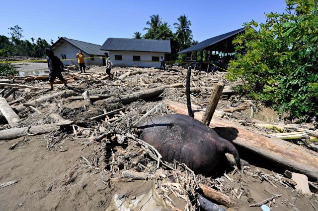 People walk near a dead Sumatran elephant buried in mud in a flood affected area in Meureudu, Pidie Jaya district in Indonesia's Aceh province on November 30, 2025. The death toll from floods that hit Indonesia this week has risen to more than 300 people, according to figures from the disaster agency on November 29. (Photo by CHAIDEER MAHYUDDIN / AFP)