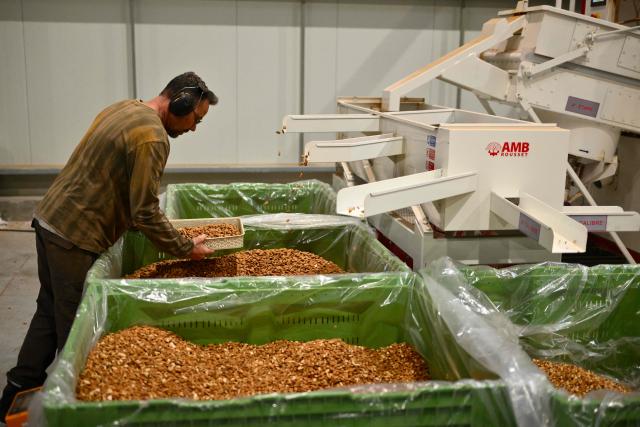 An employee checks the quality of almonds in La Compagnie des Amandes factory in Brignoles, on November 17, 2025. (Photo by Christophe SIMON / AFP)