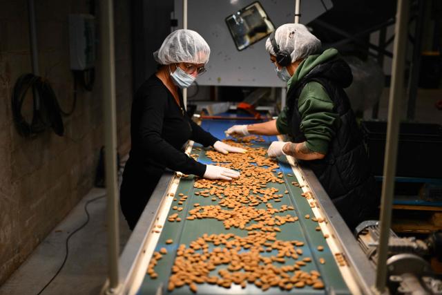Employees check the quality of almonds in La Compagnie des Amandes factory in Brignoles, on November 17, 2025. (Photo by Christophe SIMON / AFP)