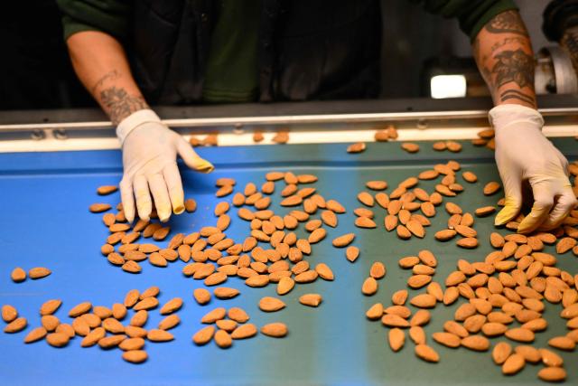 An employee checks the quality of almonds in La Compagnie des Amandes factory in Brignoles, on November 17, 2025. (Photo by Christophe SIMON / AFP)