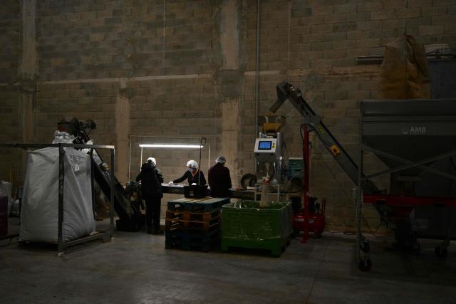 Employees check the quality of almonds in La Compagnie des Amandes factory in Brignoles, on November 17, 2025. (Photo by Christophe SIMON / AFP)
