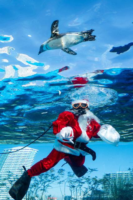 A diver dressed in a Santa Claus costume swims with a penguin at Sunshine Aquarium during preparations for the upcoming Christmas special event in Tokyo on December 1, 2025. (Photo by Kazuhiro NOGI / AFP)