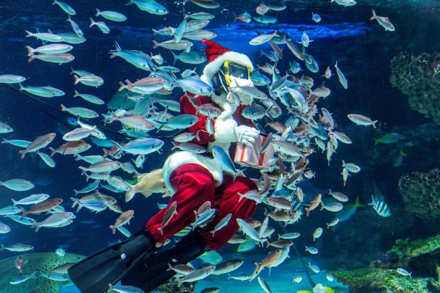 A diver dressed in a Santa Claus costume feeds fish at Sunshine Aquarium during preparations for the upcoming Christmas special event in Tokyo on December 1, 2025. (Photo by Kazuhiro NOGI / AFP)