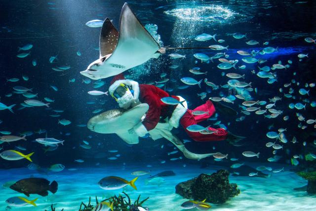 A diver dressed in a Santa Claus costume swims with fish at Sunshine Aquarium during preparations for the upcoming Christmas special event in Tokyo on December 1, 2025. (Photo by Kazuhiro NOGI / AFP)
