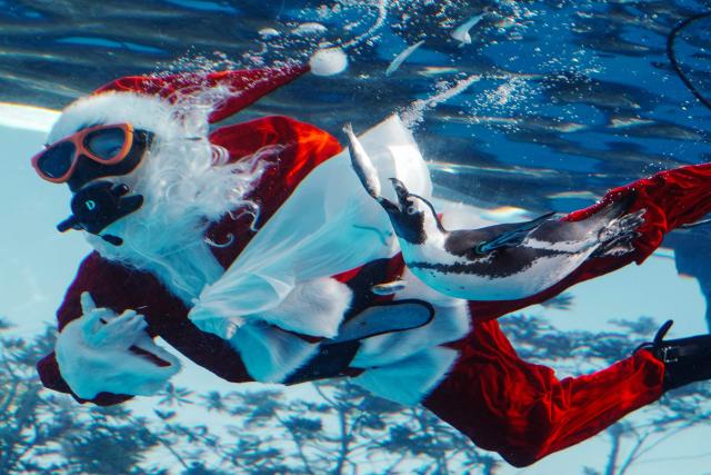 A diver dressed in a Santa Claus costume feeds a penguin at Sunshine Aquarium during preparations for the upcoming Christmas special event in Tokyo on December 1, 2025. (Photo by Kazuhiro NOGI / AFP)