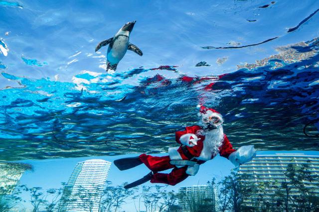 A diver dressed in a Santa Claus costume swims with a penguin at Sunshine Aquarium during preparations for the upcoming Christmas special event in Tokyo on December 1, 2025. (Photo by Kazuhiro NOGI / AFP)