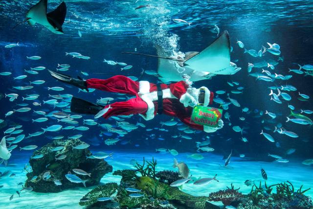 A diver dressed in a Santa Claus costume swims with fish at Sunshine Aquarium during preparations for the upcoming Christmas special event in Tokyo on December 1, 2025. (Photo by Kazuhiro NOGI / AFP)