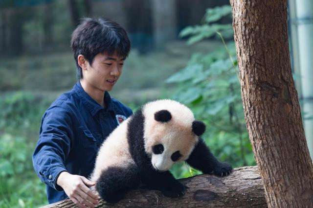 A giant panda cub plays at Chongqing Zoo in Chongqing, Southwestern China on November 30, 2025. (Photo by AFP) / China OUT