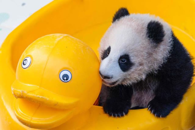 A giant panda cub plays with a yellow rubber duck at Chongqing Zoo in Chongqing, Southwestern China on November 30, 2025. (Photo by AFP) / China OUT