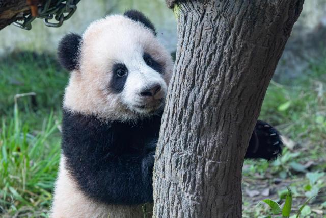 A giant panda cub plays at Chongqing Zoo in Chongqing, Southwestern China on November 30, 2025. (Photo by AFP) / China OUT