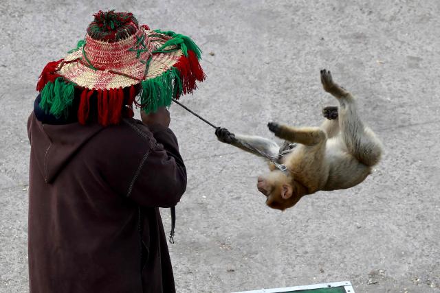 A man wearing a tradional water seller's hat entertains the crowds with a monkey in Jemaa el-Fna Square or Jamaa Lafna, listed as UNESCO Cultural Heritage site, located in the heart of the Medina of the city of Marrakech on November 30, 2025. (Photo by Abdel Majid BZIOUAT / AFP)