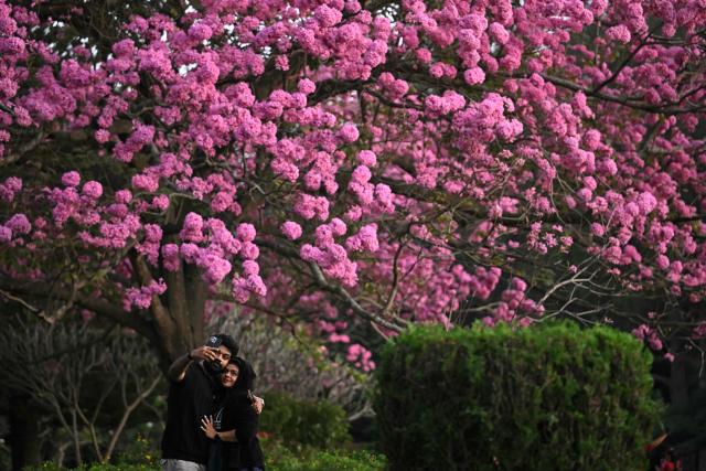 People take a selfie in front of a Tabebuia rosea tree at a park in Bengaluru on December 1, 2025. (Photo by Idrees MOHAMMED / AFP)