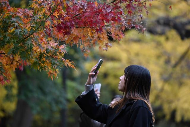 A woman takes photographs of autumn leaves in Hibiya park in Tokyo on December 2, 2025. (Photo by GREG BAKER / AFP)
