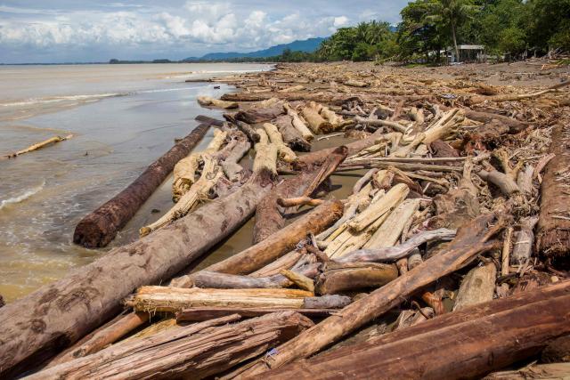 Logs washed ashore are seen on Padang beach, West Sumatra, on December 2, 2025, after being swept along by the flash floods that struck the region. Governments and aid groups in Indonesia and Sri Lanka worked to rush aid December 2 to hundreds of thousands stranded by deadly flooding that has killed around 1,200 people in four countries. (Photo by REZAN SOLEH / AFP)