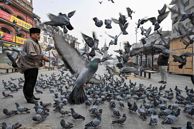 A man feeds a flock of pigeons on a cold morning in Srinagar on December 3, 2025. (Photo by Tauseef MUSTAFA / AFP)