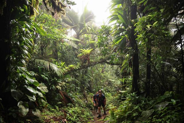 Competitors take part in a trail race on the Montagne Pelee as part of the "Raid des Alizes", an exclusively all-female multi sport competition, on the French Caribbean island of Martinique, on November 28, 2025. The all-female event features running, mountain biking, kayaking, and trekking events with each team representing a charity project of their choice, with the overall ranking determining the prize money which will be directly donated to the charities. (Photo by Anne-Christine POUJOULAT / AFP)